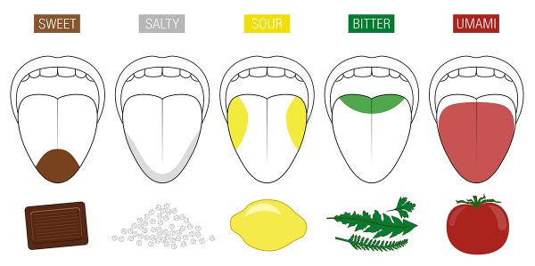 example of umami on tongue. from left to right, it shows sweet (front of tongue), salty (edge of tongue), sour (sides of tongue, bitter (back of tongue), and umami (full front of tonuge).